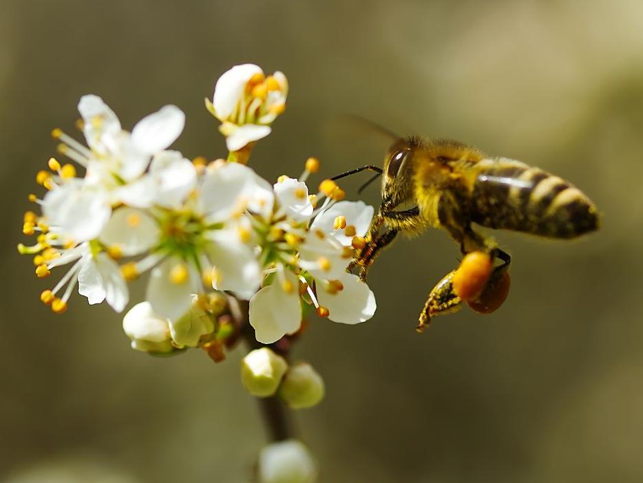 A méhek tánca