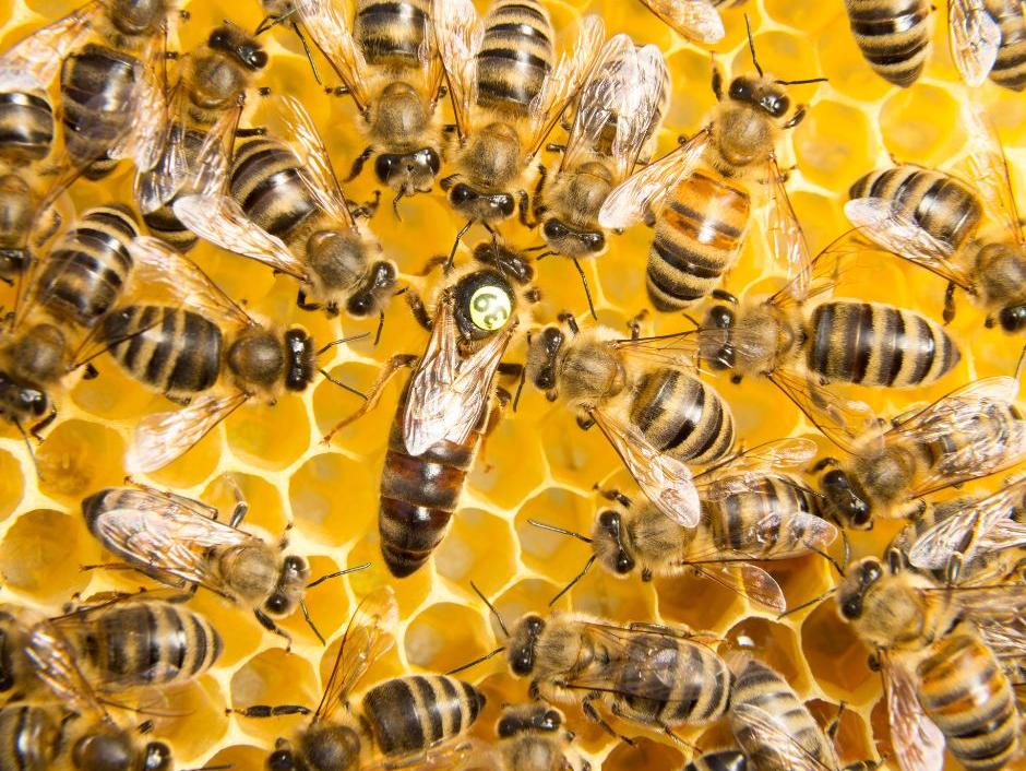 Mindent a méhkirálynőről