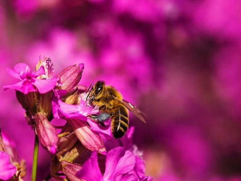Még 5 dolog, amit a méhekről tudni kell