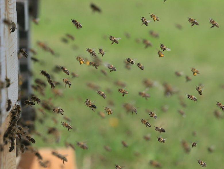 5 dolog, amit a méhekről tudni kell
